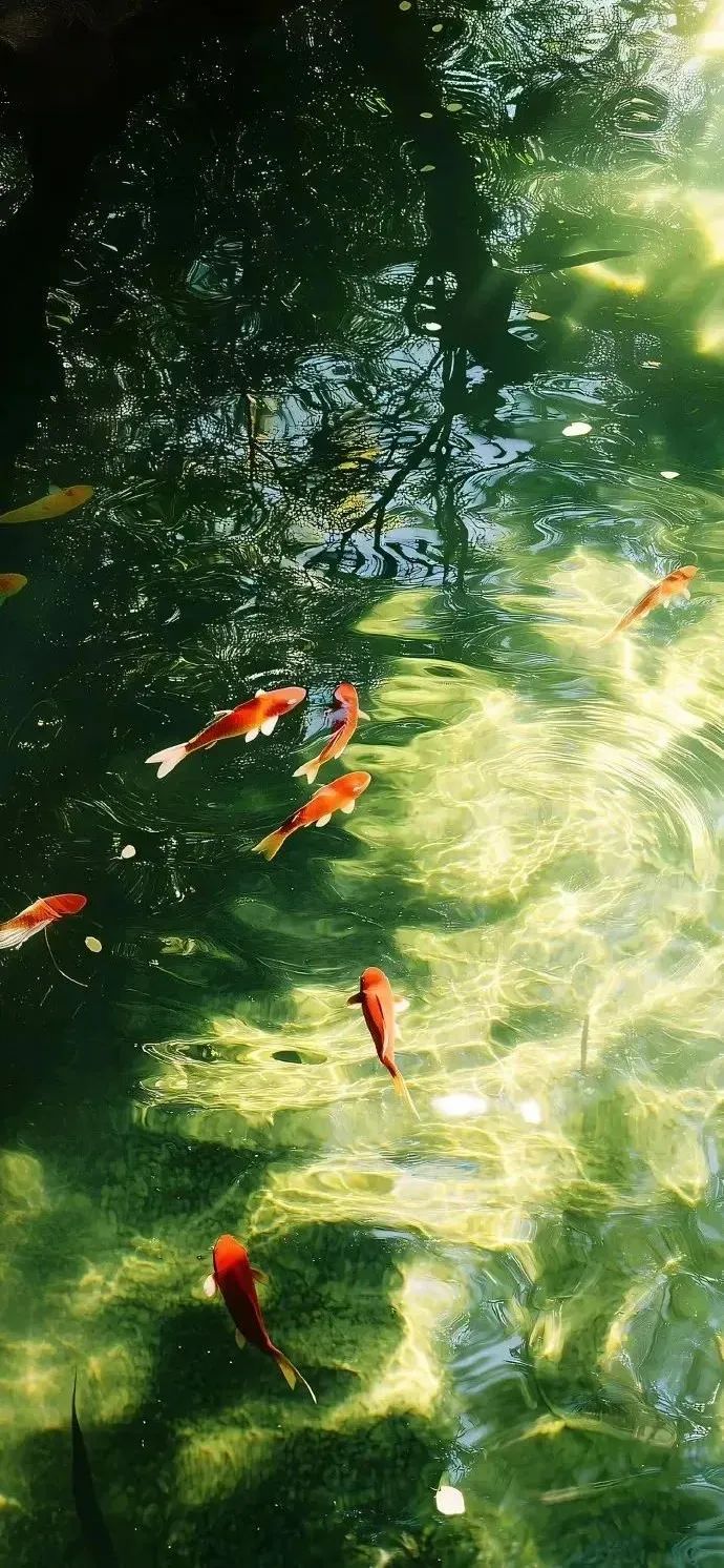 抖音情话新玩法 57个视频月入5W+，附详细操作指南